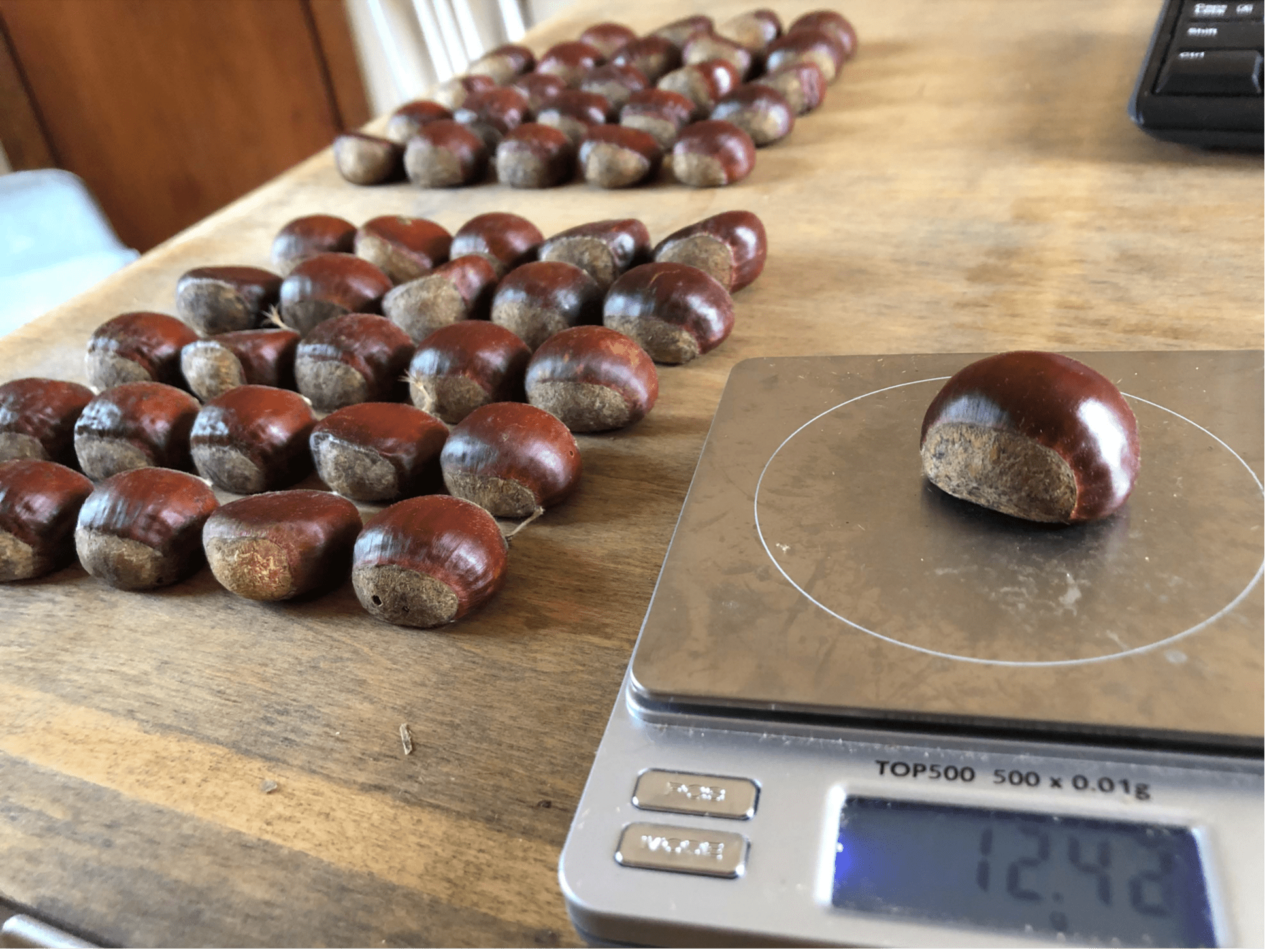 Descriptions of Chestnut Cultivars for Nut Production in the Eastern and Midwestern United States