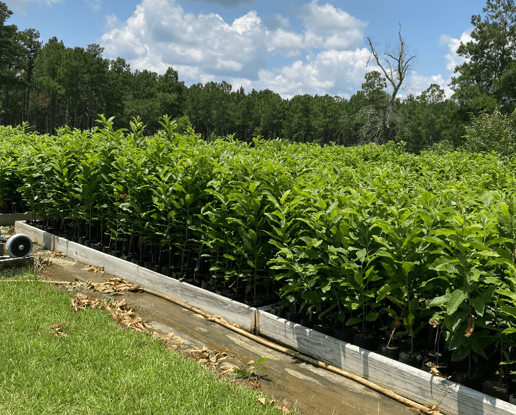 Scaling Chinese Chestnut Breeding