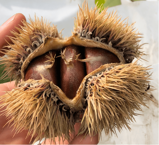 Participatory Chestnut Breeding: Creating a Participant Network to Characterize Genetic Diversity and Grow the Midwest Chestnut Industry