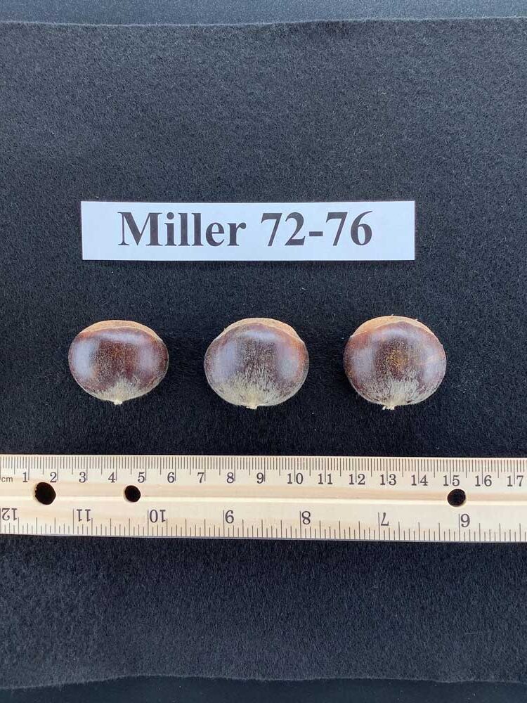 Miller 72-76