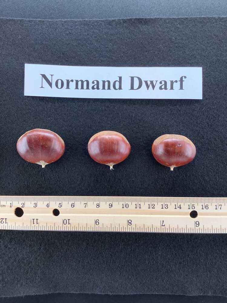 Norman Dwarf